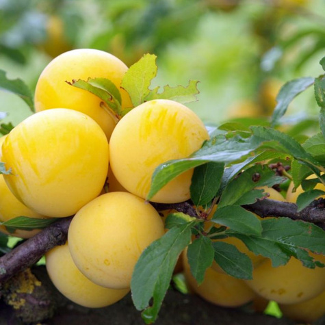 Ploomipuu Renklode Ulena – paljasjuursed istikud