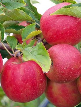 Õunapuu Freedom – paljasjuursed istikud