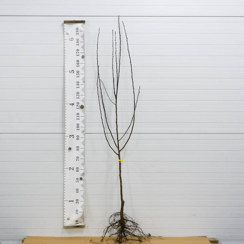 Ploomipuu Amers – paljasjuursed istikud