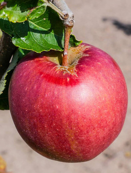 Õunapuu Idared – paljasjuursed istikud