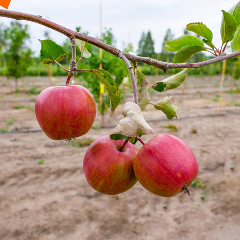 Õunapuu Gala – paljasjuursed istikud
