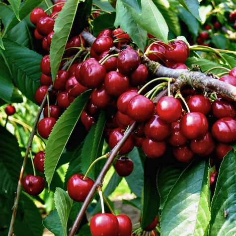 Maguskirsipuu Sweetheart – paljasjuursed istikud