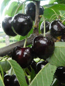 Maguskirsipuu poolkääbusvorm Kasandra – paljasjuursed istikud