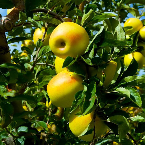 Duo Õunapuu Malinowa + Golden Delicious – paljasjuursed istikud