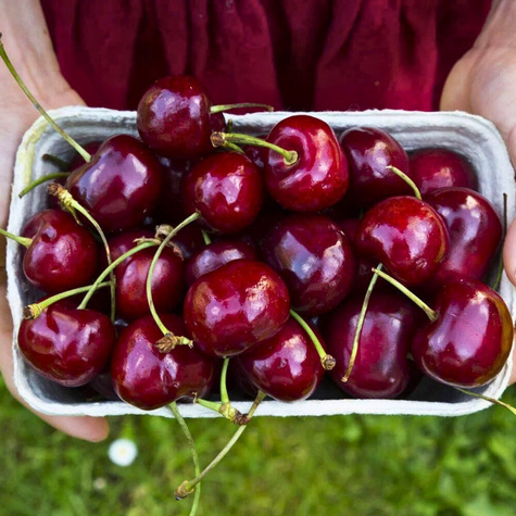 Maguskirsipuu Majowka – paljasjuursed istikud