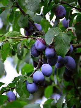 Ploomipuu sambakujuline vorm Star – paljasjuursed istikud