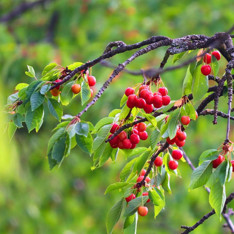 Hapukirsipuu Northstar – paljasjuursed istikud