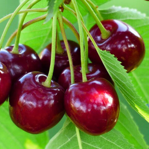 Maguskirsipuu Summit – paljasjuursed istikud