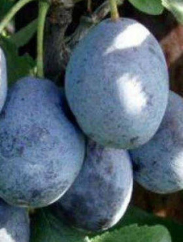 Ploomipuu Valjevka – paljasjuursed istikud