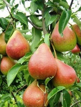 Pirnipuu Dicolor – paljasjuursed istikud