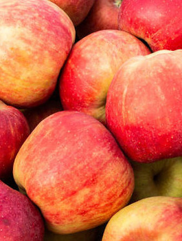 Õunapuu Rajka – paljasjuursed istikud