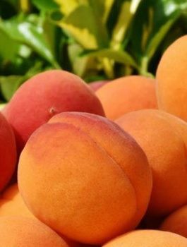 Aprikoosipuu Bergerouge – paljasjuursed istikud