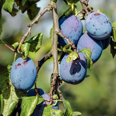 Ploomipuu Wegierka Wangenheima – paljasjuursed istikud
