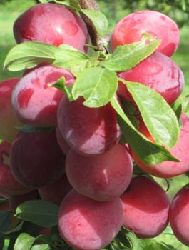 Ploomipuu (jaapani) Kometa – paljasjuursed istikud