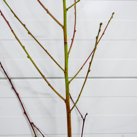 Virsikupuu Redhaven – paljasjuursed istikud