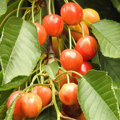 Maguskirsipuu Buttnera Punane – paljasjuursed istikud