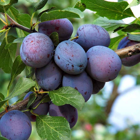 Śliwa typu Jojo START PACK ® 