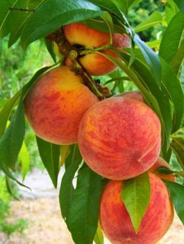 Virsikupuu Jerseyland – paljasjuursed istikud