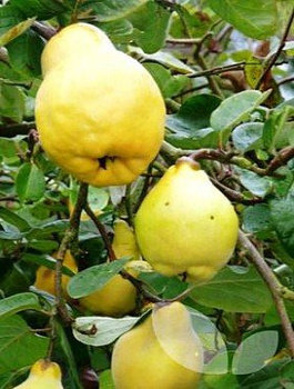 Pirni-küdoonia Portugal – paljasjuursed istikud