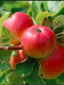 Õunapuu Jonagold DeCosta – paljasjuursed istikud