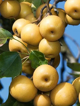 Pirnipuu (Aasia pirn) Shinseiki – paljasjuursed istikud