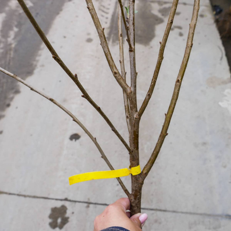 Hapukirsipuu Lutowka – paljasjuursed istikud