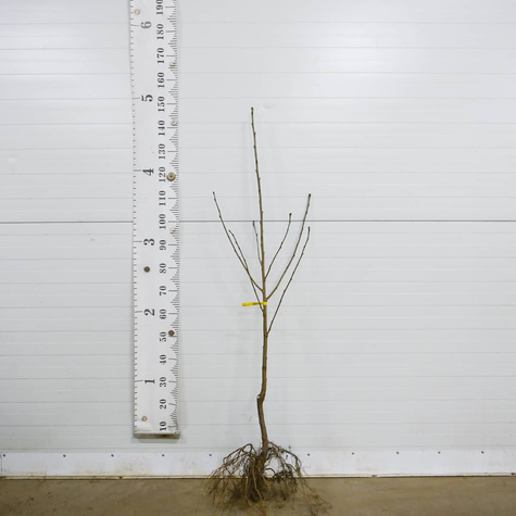 Maguskirsipuu Summit – paljasjuursed istikud