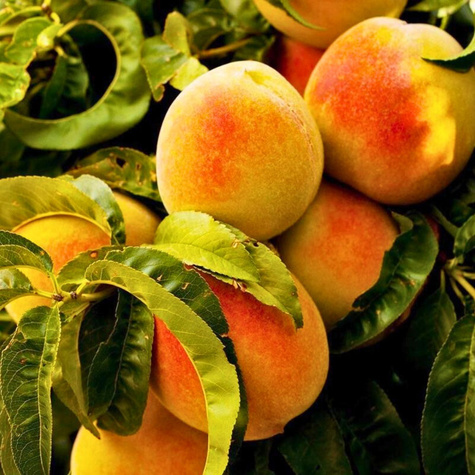 Aprikoosipuu Early Orange – paljasjuursed istikud