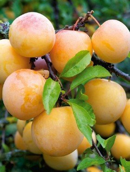 Ploomipuu Aasia Kollane Afaska – paljasjuursed istikud