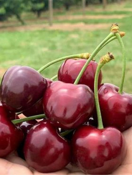 Maguskirssipuu Härjasüda – paljasjuursed istikud