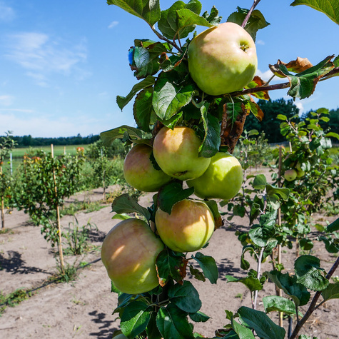 Õunapuu Antonowka – paljasjuursed istikud