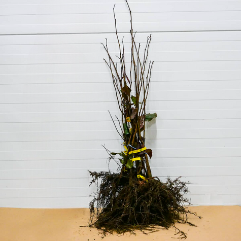 Sarapuu Syrena (Punane leskizna) – paljasjuursed istikud