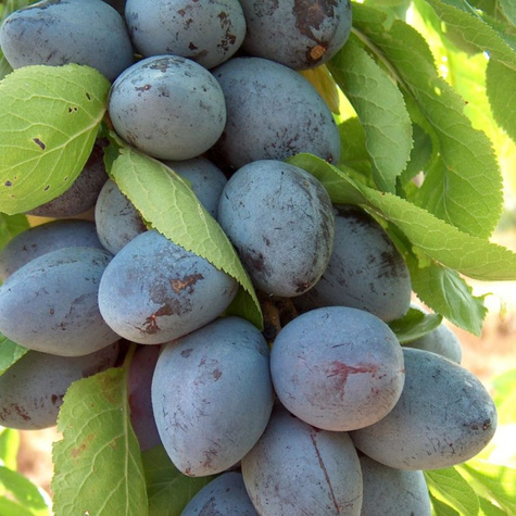 Ploomipuu sambakujuline vorm Star – paljasjuursed istikud