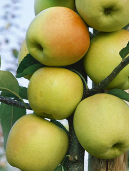 Õunapuu sambakujuline vorm LaLambada (Golden Delicious tüüpi) – paljasjuursed istikud