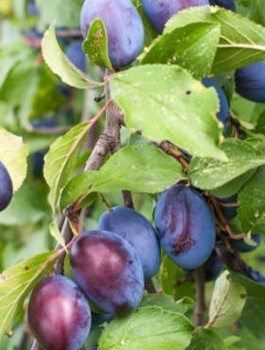 Ploomipuu Wegierka Dabrowicka – paljasjuursed istikud