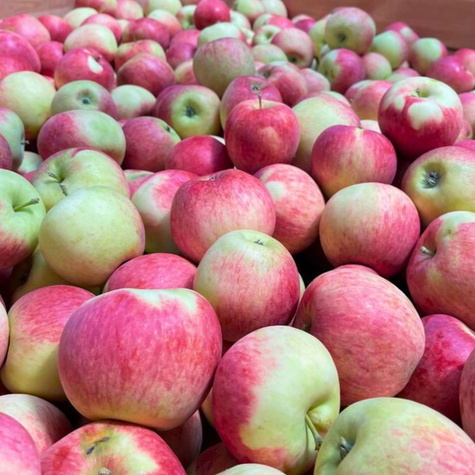 Õunapuu Piros – paljasjuursed istikud