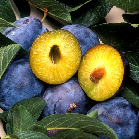 Ploomipuu President – paljasjuursed istikud