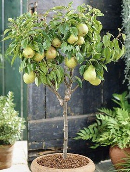 Pirnipuu kääbusvorm Garden Pearl – paljasjuursed istikud