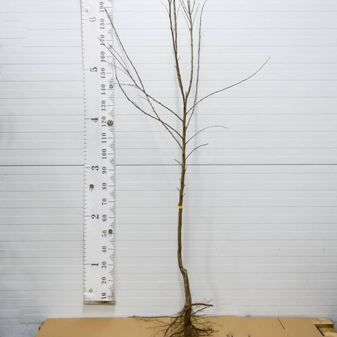 Ploom-aprikosipuu Dapple Dandy – paljasjuursed istikud