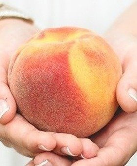 Virsikupuu T5 (õuna suurused viljad) – paljasjuursed istikud