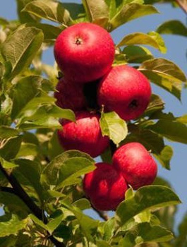 Õunapuu Bohemia – paljasjuursed istikud