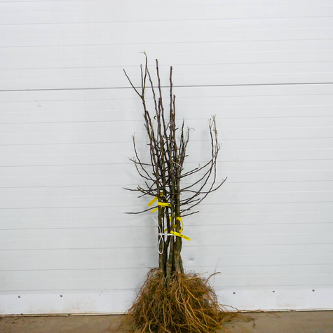 Õunapuu James Grieve – paljasjuursed istikud