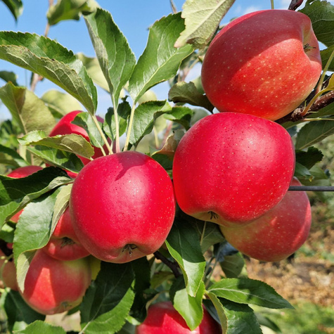 Õunapuu Gala Must – paljasjuursed istikud