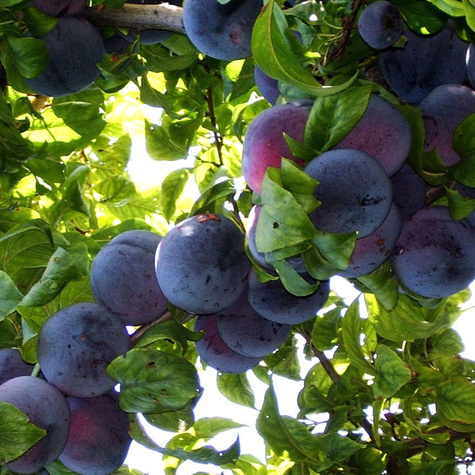 Ploomipuu (jaapani) Angelo – paljasjuursed istikud