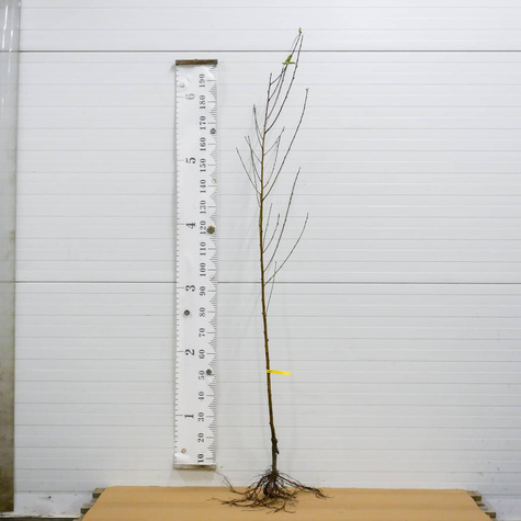 Virsikupuu Rakoniewicka – paljasjuursed istikud