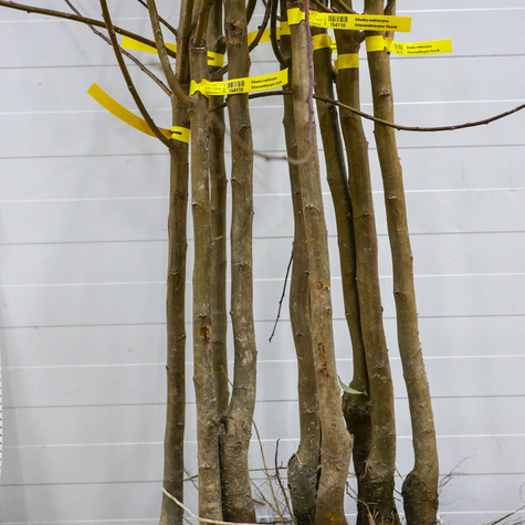 Ploomi-Nektariinipuu Ozark Premier – paljasjuursed istikud