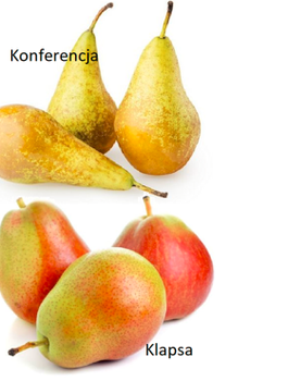 Pirnipuu Konverents + Faworytka – paljasjuursed istikud