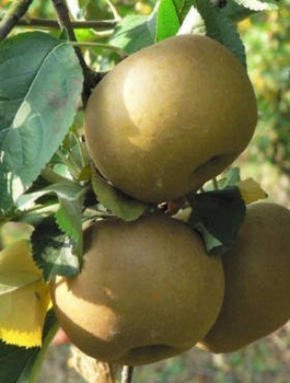 Õunapuu Hall Renett – paljasjuursed istiku