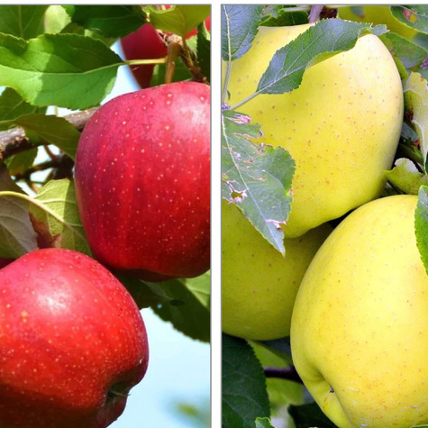 Duo õunapuu Antonowka + Malinowka – paljasjuursed istikud