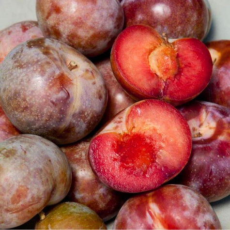 Ploom-aprikosipuu Dapple Dandy – paljasjuursed istikud